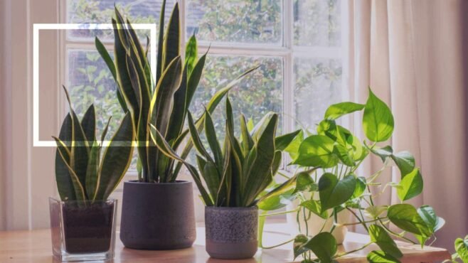 Como cuidar das suas plantas no verão: 5 dicas essenciais